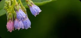 Anagain active ingredient