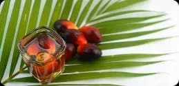 Saw Palmetto berries